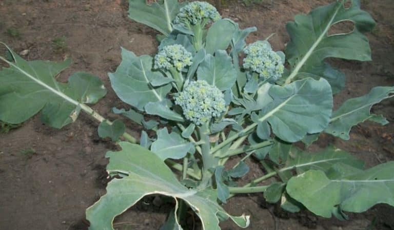 Growing broccoli in open ground in the Moscow region