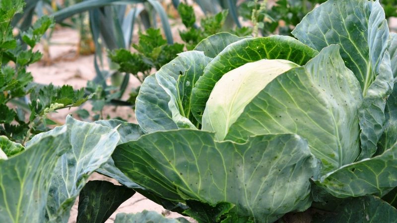 Early maturing cabbage hybrid Etma f1 with excellent taste