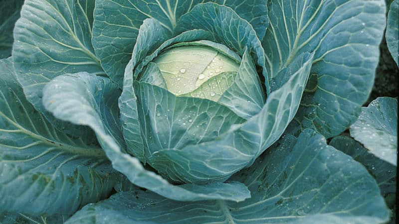 Early maturing cabbage hybrid Krautkaiser F1, suitable for long-term storage