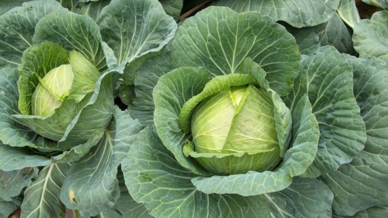 Early maturing cabbage hybrid Krautkaiser F1, suitable for long-term storage
