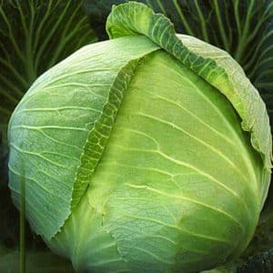 Early maturing cabbage hybrid Krautkaiser F1, suitable for long-term storage