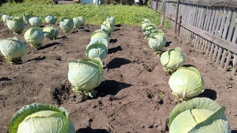 Stable mid-season cabbage hybrid Centurion f1