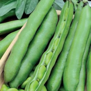 Varieties and varieties of beans: faba (garden), ornamental, large-fruited vegetable, fodder
