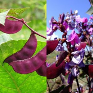 Varieties and varieties of beans: faba (garden), ornamental, large-fruited vegetable, fodder