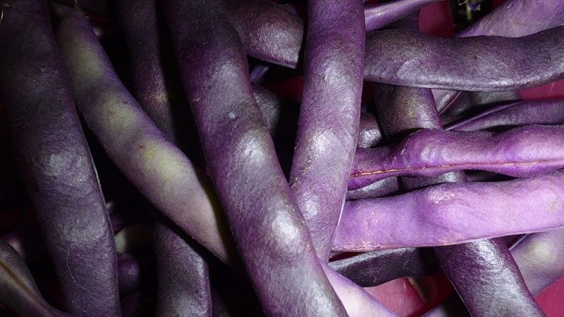 Varieties and varieties of beans: faba (garden), ornamental, large-fruited vegetable, fodder