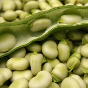 Varieties and varieties of beans: faba (garden), ornamental, large-fruited vegetable, fodder
