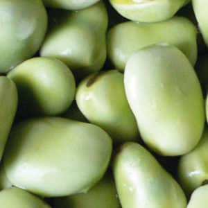 Varieties and varieties of beans: faba (garden), ornamental, large-fruited vegetable, fodder