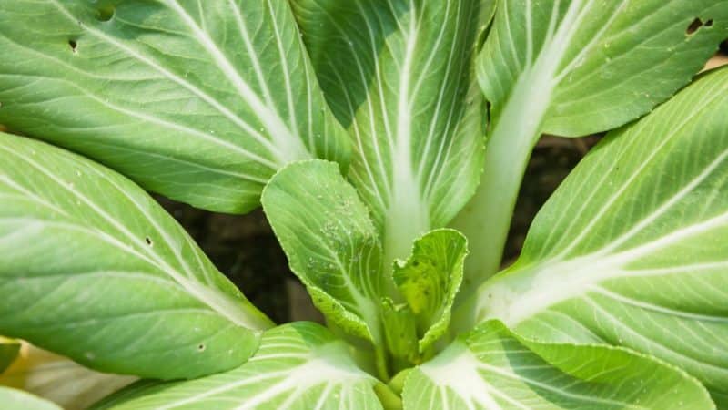 Feed cabbage: photo, description of varieties, collection technology