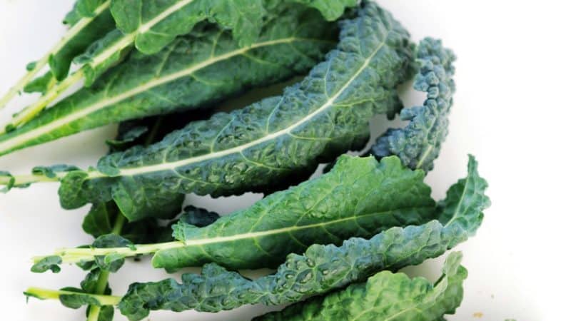 Feed cabbage: photo, description of varieties, collection technology