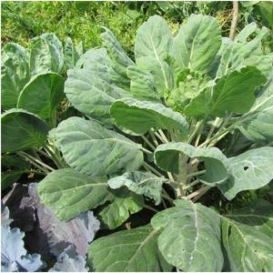 Feed cabbage: photo, description of varieties, collection technology