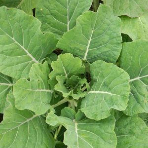 Feed cabbage: photo, description of varieties, collection technology