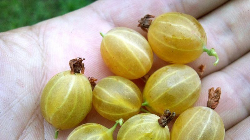 Early ripening gooseberry variety Dzintars Kursu