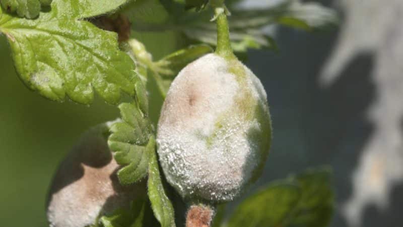 How can gooseberries be treated to remove white plaque on the berries and what is the reason for its appearance?