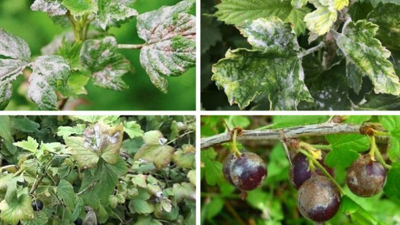 How can gooseberries be treated to remove white plaque on the berries and what is the reason for its appearance?