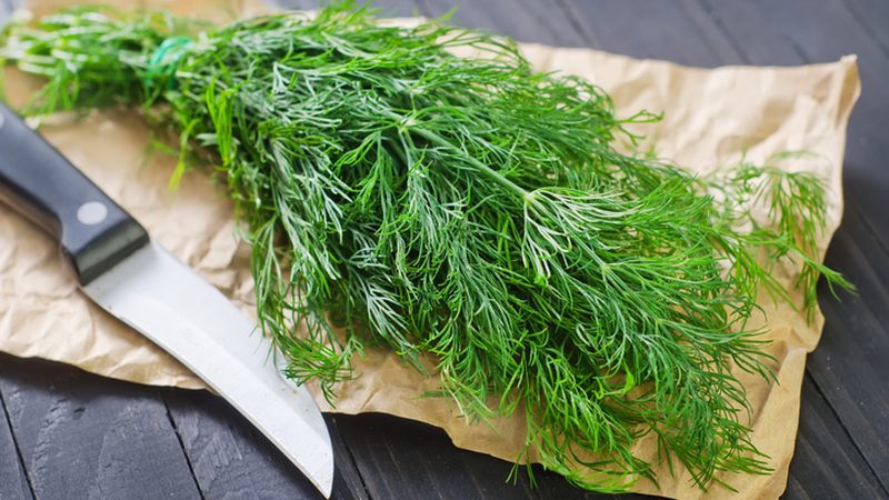 Incredible, but true: the healing properties of dill are stunning