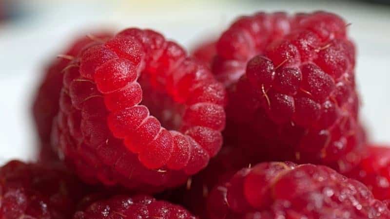 The best varieties of large-fruited raspberries