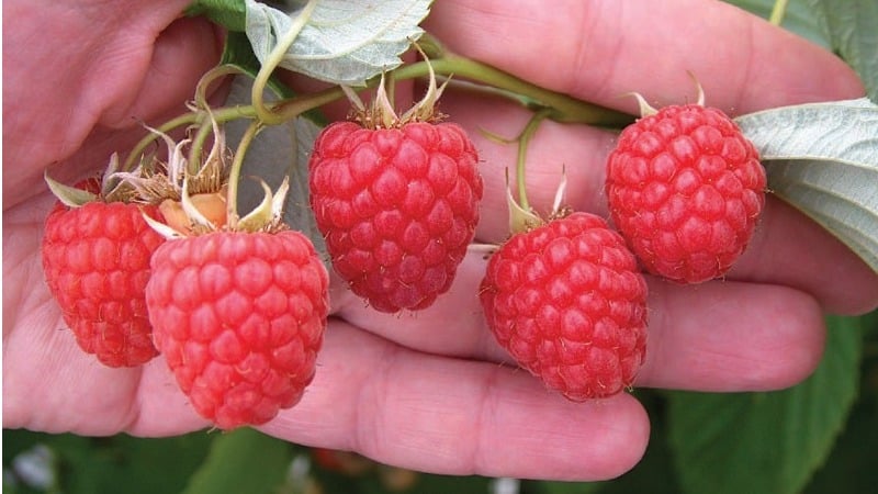 The best raspberry varieties for the Urals and features of their cultivation