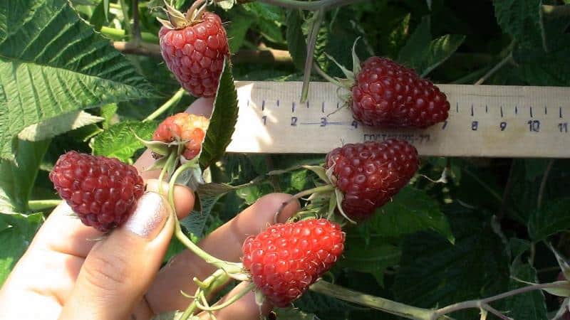 The best raspberry varieties for the Urals and features of their cultivation