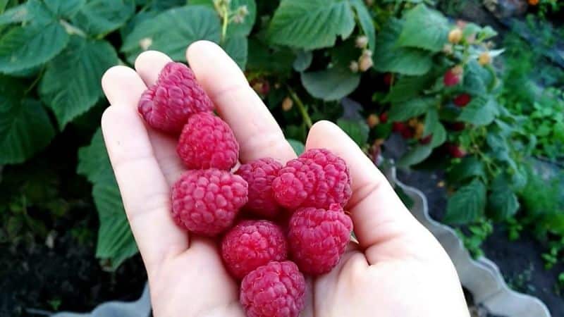 The best raspberry varieties for the Urals and features of their cultivation