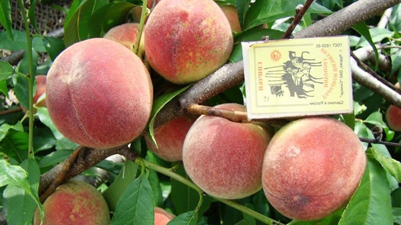 The best peach varieties for the Moscow region