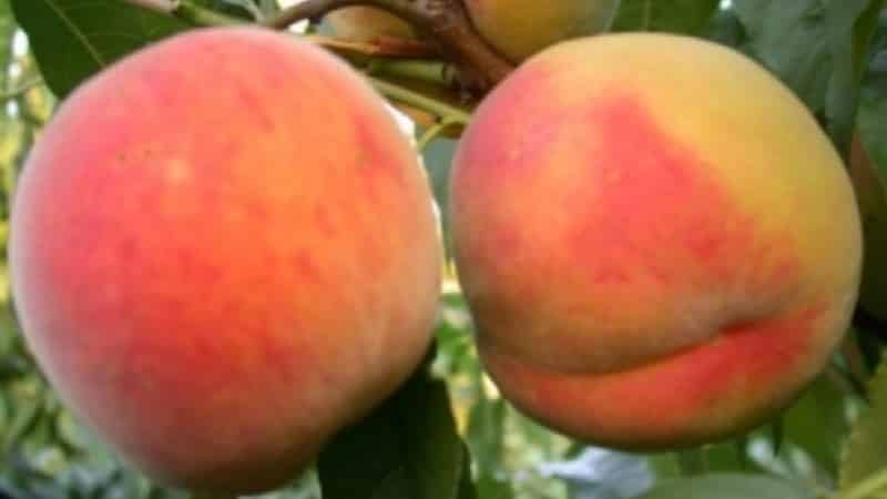 The best peach varieties for the Moscow region
