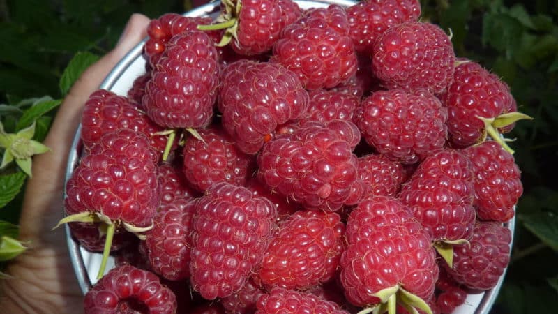 The best varieties of large-fruited raspberries