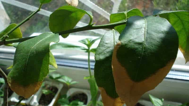 How to save tangerines from worms and diseases