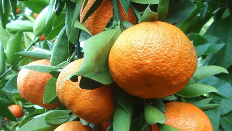 Growing Unshiu mandarin at home