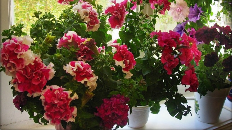 Is it possible to grow petunia in a pot as a houseplant?