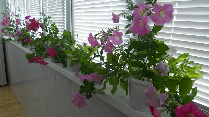 Is it possible to grow petunia in a pot as a houseplant?