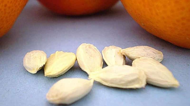 Is it possible to grow an orange from a seed and how to do it at home