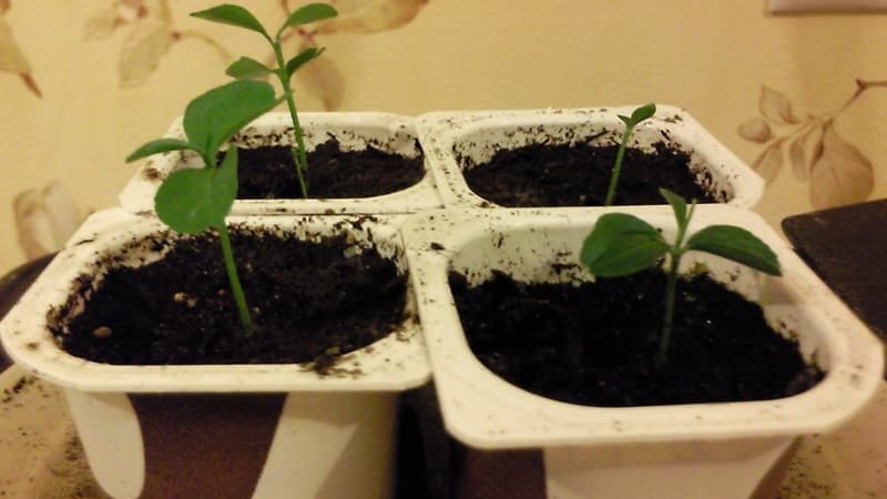 Is it possible to grow an orange from a seed and how to do it at home