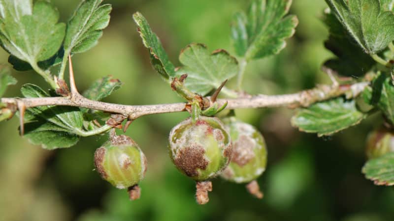 Powdery mildew on gooseberries: signs, causes, control measures, prevention