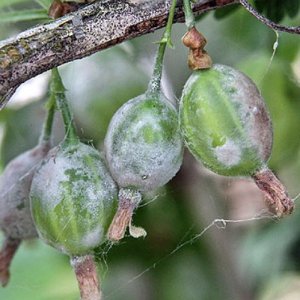 Powdery mildew on gooseberries: signs, causes, control measures, prevention