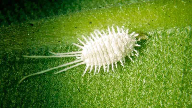 Pests and diseases of lemon: treatment and prevention at home