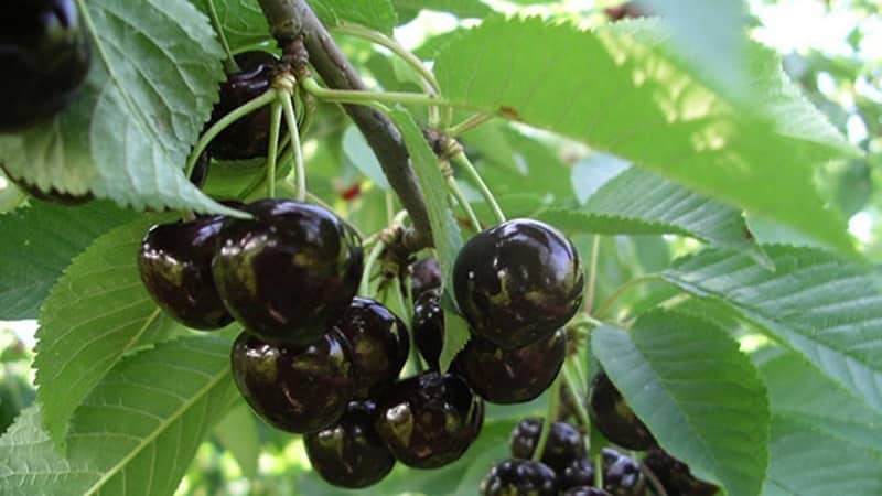 Reliable and suitable for growing in harsh climates, the Leningradskaya black cherry variety
