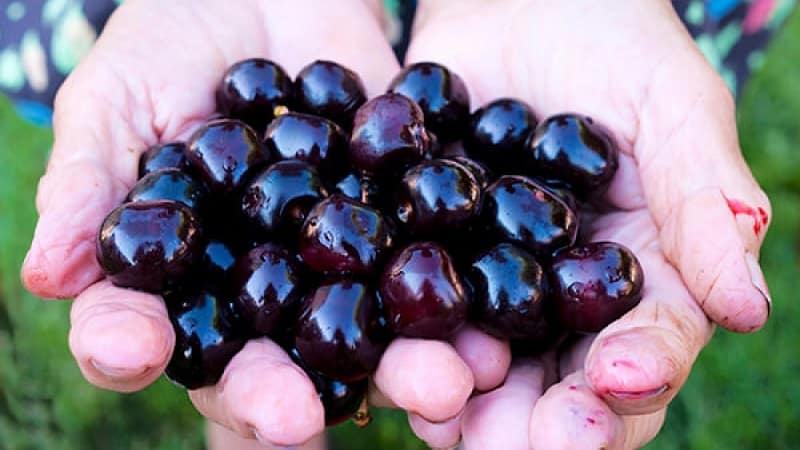 Reliable and suitable for growing in harsh climates, the Leningradskaya black cherry variety