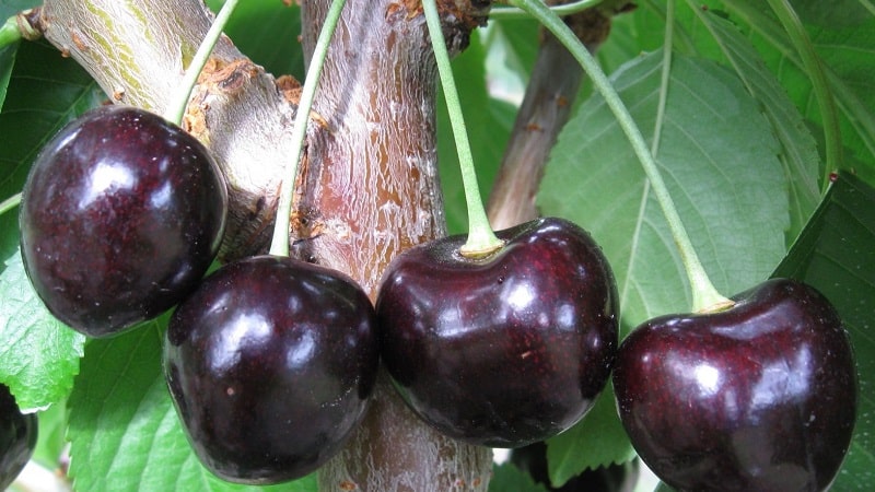 Reliable and suitable for growing in harsh climates, the Leningradskaya black cherry variety
