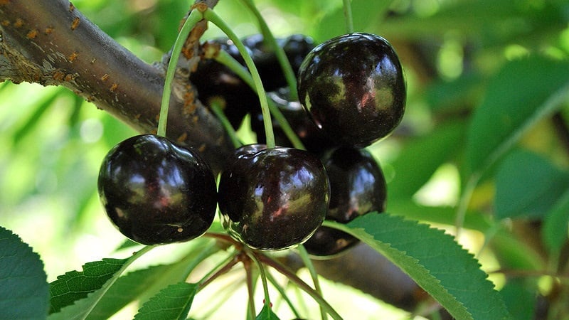 Reliable and suitable for growing in harsh climates, the Leningradskaya black cherry variety