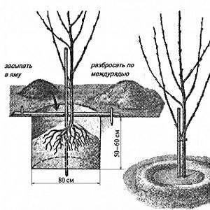 Reliable and suitable for growing in harsh climates, the Leningradskaya black cherry variety