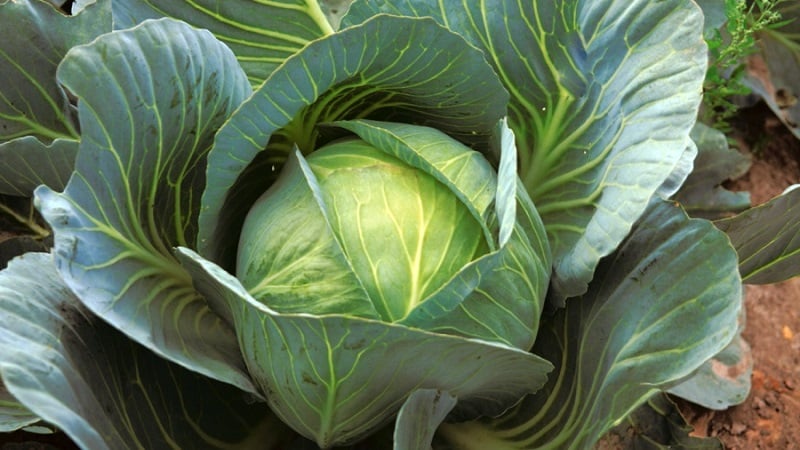 Unpretentious late-ripening cabbage hybrid Prestige f1
