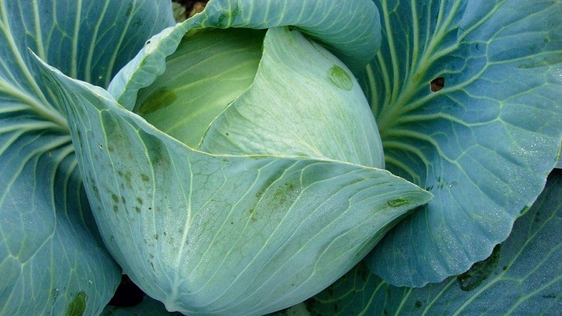 Unpretentious late-ripening cabbage hybrid Prestige f1