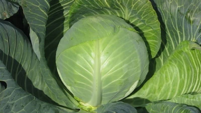 Unpretentious late-ripening cabbage hybrid Prestige f1