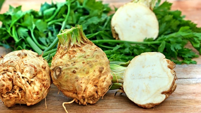 Review of the best varieties of celery root