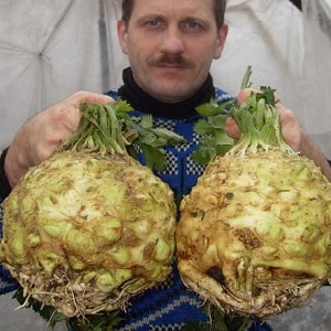 Review of the best varieties of celery root