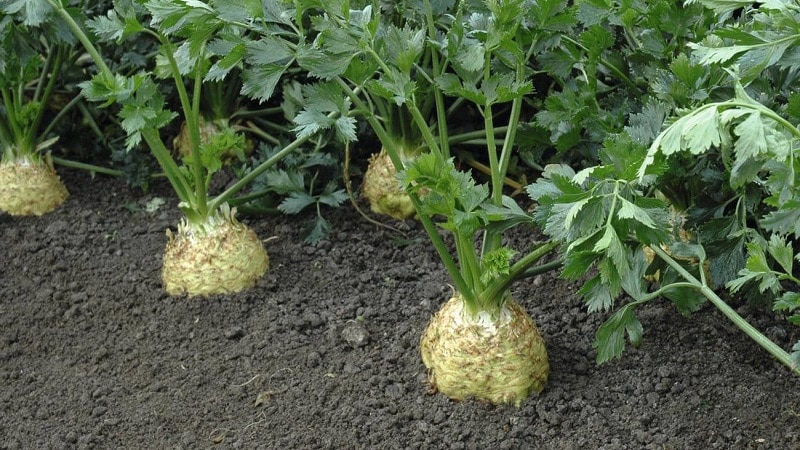 Review of the best varieties of celery root