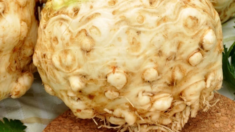 Review of the best varieties of celery root