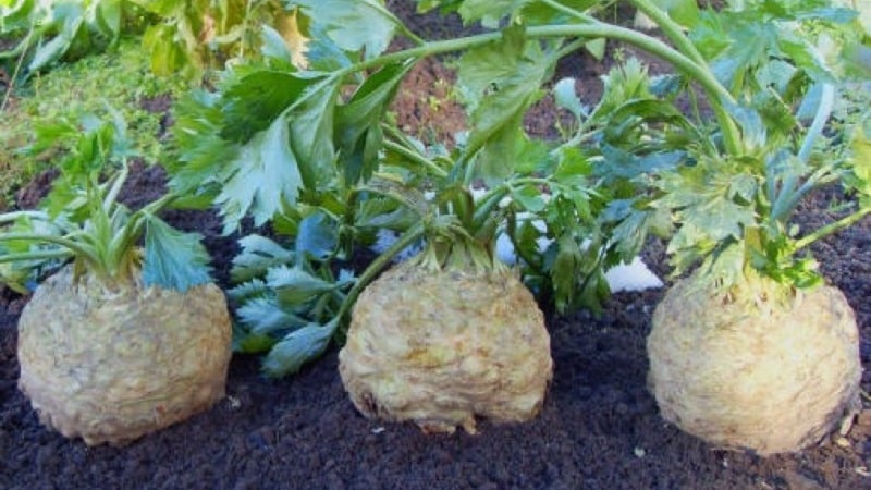 How to properly dig up celery root and when to do it