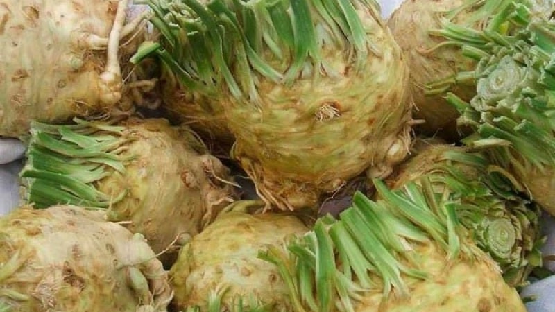 Review of the best varieties of celery root