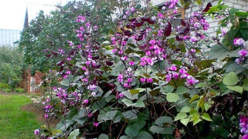 Features of growing and using hyacinth beans